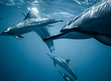 jjb-王全立：中国排球改革之路如何走